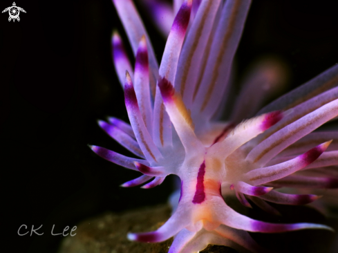 A NUDI