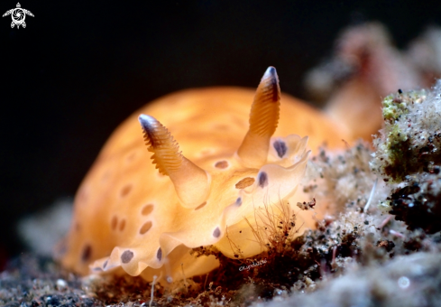 A Dendrodoris Guttata