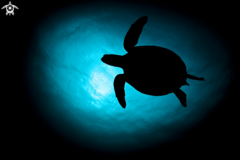 A Green Sea Turtle 