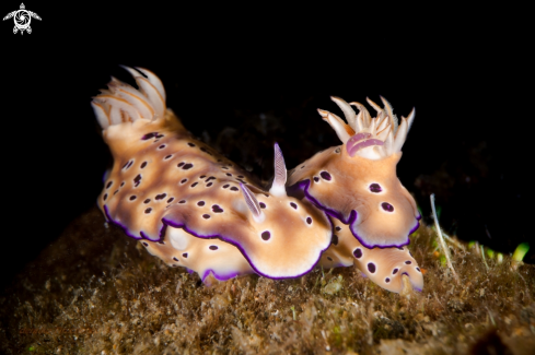 A NUDIBRANCH