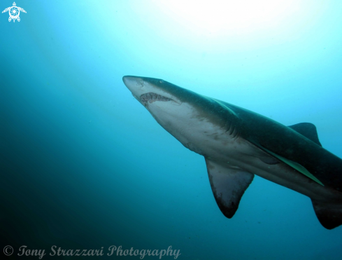 A Grey nurse shark