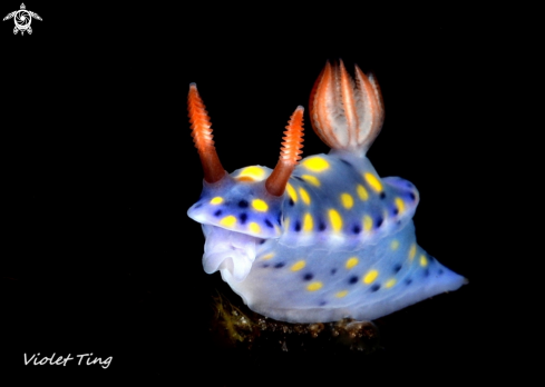 A Nudibranch