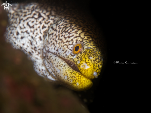 A Snowflake moray