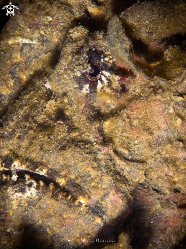 A Stonefish