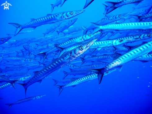 A Sphyraena barracuda | Barracuda