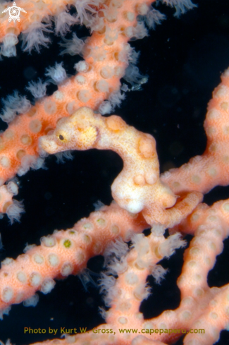 A Denise Seahorse