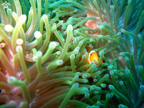 A Clownfish