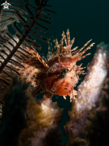 A Lionfish