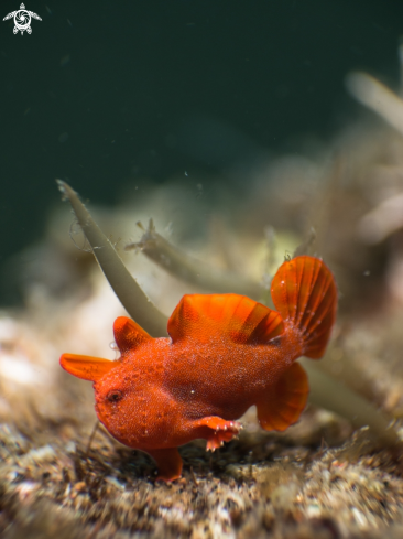 A Antennarius pictus | Painted frogfish