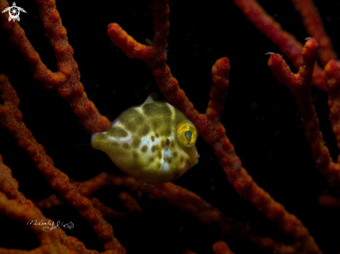 A Diamond filefish