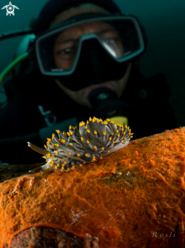 A Yamasui Nudibranch