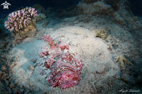 A Stone Fish