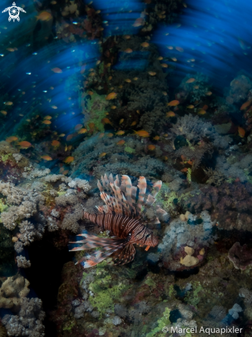 A Pterois miles | Lionfish