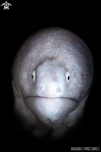 A White moray eel