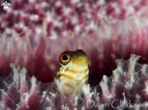 A Malacoctenus triangulatus  | Saddled Blenny