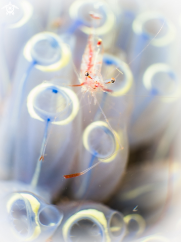 A Manipontonia psamathe | Shrimp in tunicate