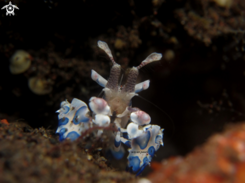 A Harlequin Shrimp