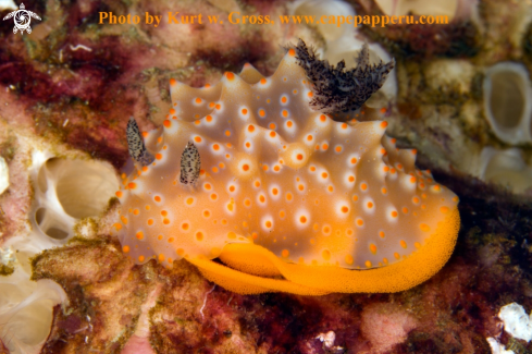 A Nudibranche