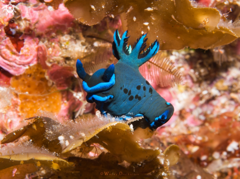 A Tambja morosa nudibranch