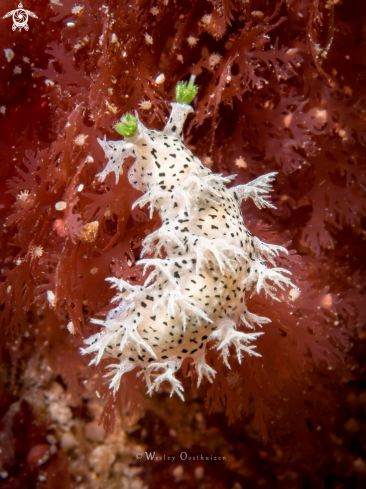 A Tritonia sp. nudibranch