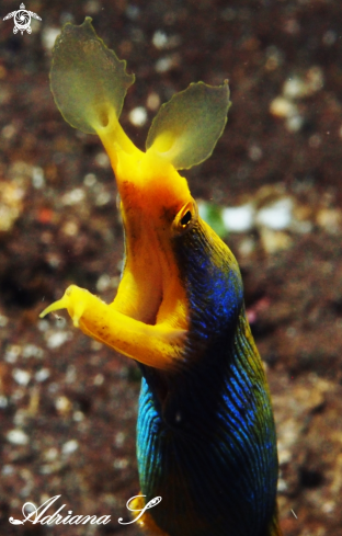 A Ribbon Eel