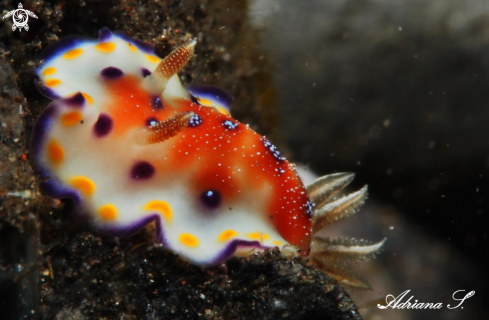 A Goniobranchus collingwoodi | Nudibranch