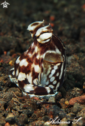 A Thaumoctopus mimicus | Mimic Octopus