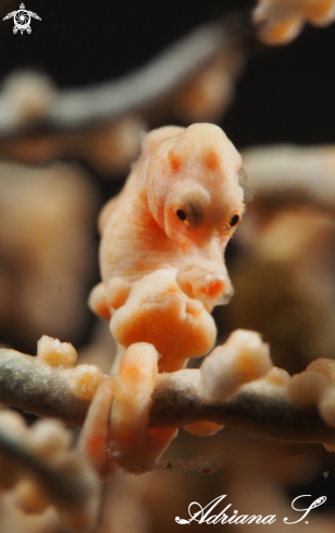 A Hippocampus denise | Denise´s Pygmy Seahorse