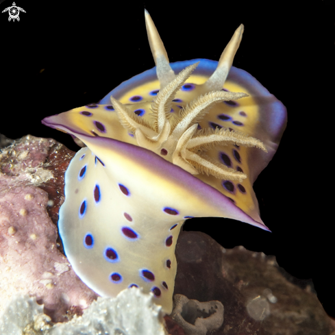 A favourite nudi