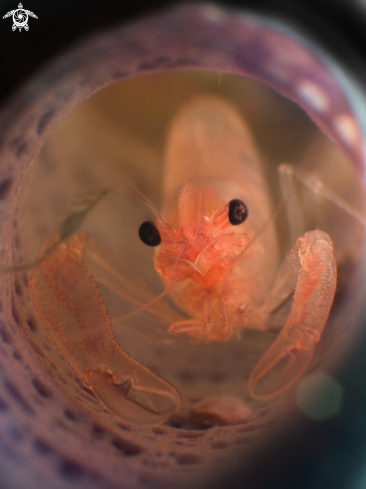 A Thaumastocaris streptopus | Commensal Sponge Shrimp