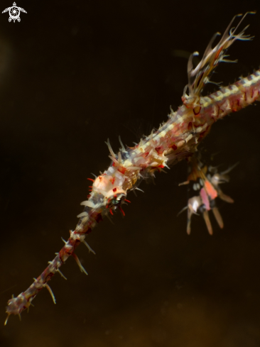 A Solenostomus paradoxus | Ornate ghost pipefish