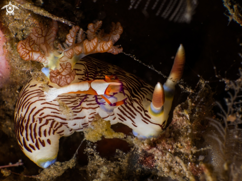 A Nudibranch and emperor shrimp