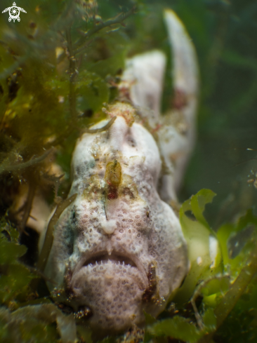 A Painted frogfish