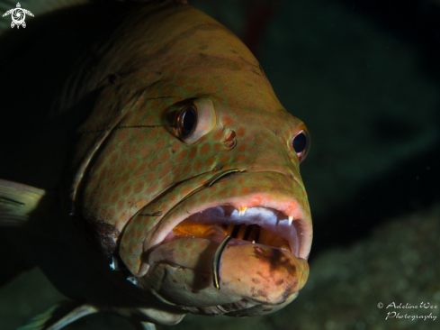 A Grouper getting cleaned