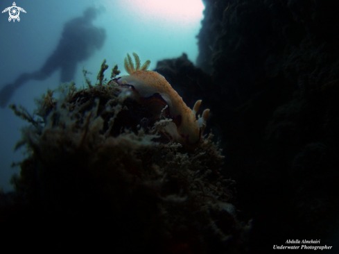 A Nudibranch