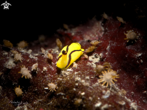 A Nudibranch