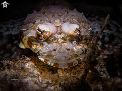 A  Platycephalidae.  | Crocodile Fish