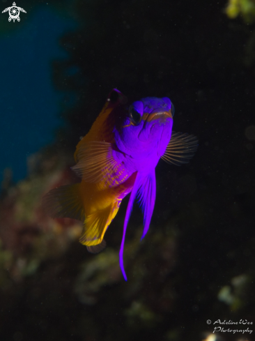 A Fairy Basslet