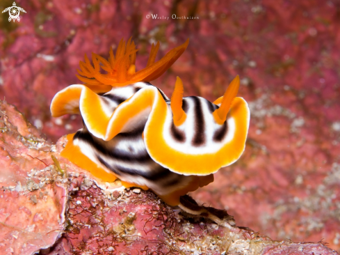 A Chromodoris magnifica | Nudibranch