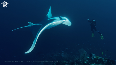 A Manta birostris | Manta meet's human