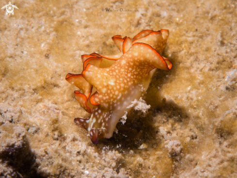 A Elysia rufescens | Nudibranch