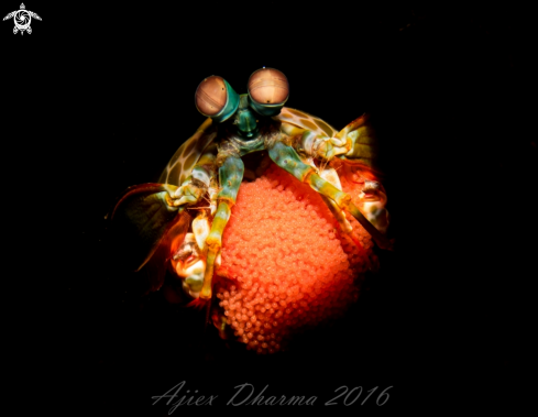 A Mantis shrimp