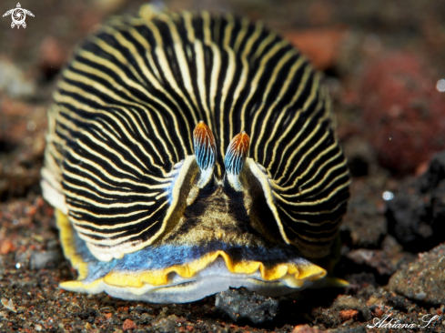 A Nudibranch