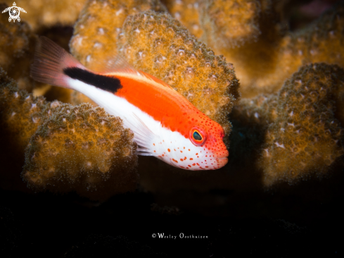 A Freckled Hawkfish