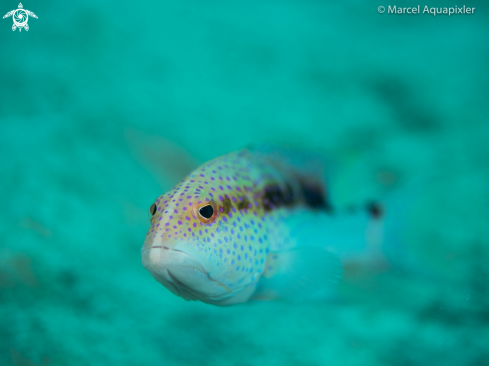 A Grouper