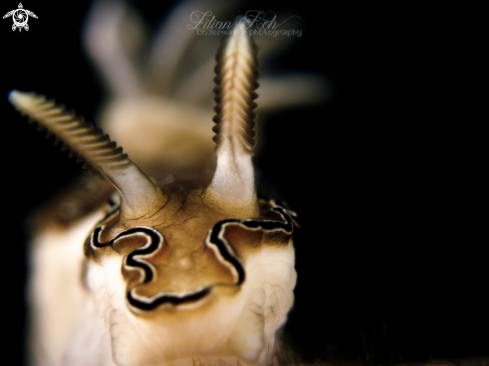 A Doriprismatica atromarginata | Nudibranch