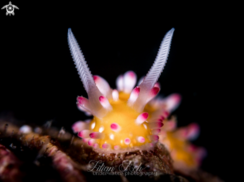 A Nudibranch