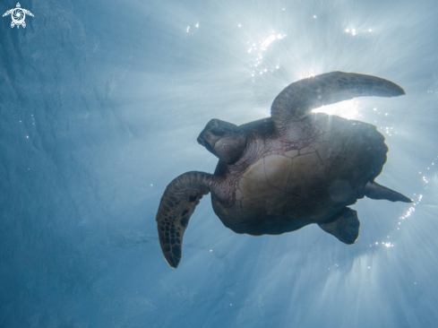 A Eretmochelys imbricata | Hawksbill sea turtle