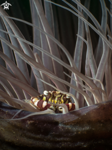 Harlequin crab