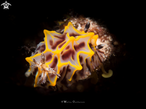 A Nudibranch